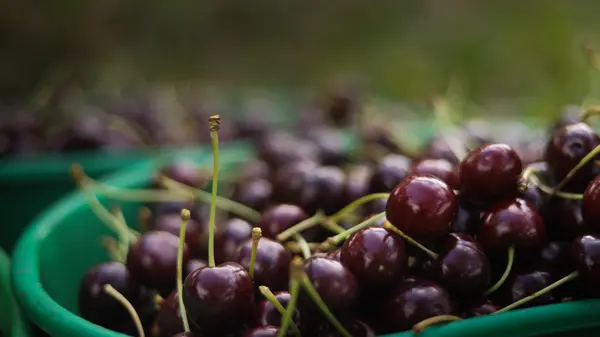 Cerisiers à Désaignes