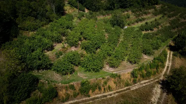 Récolte des cerises ardéchoises