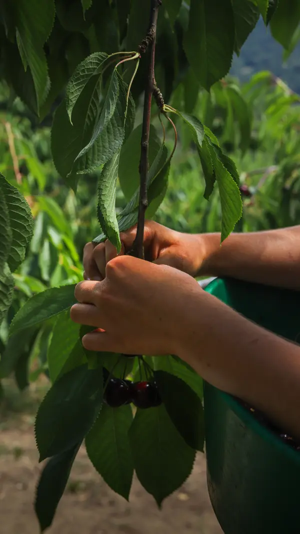 Cerises mûres sur l'arbre