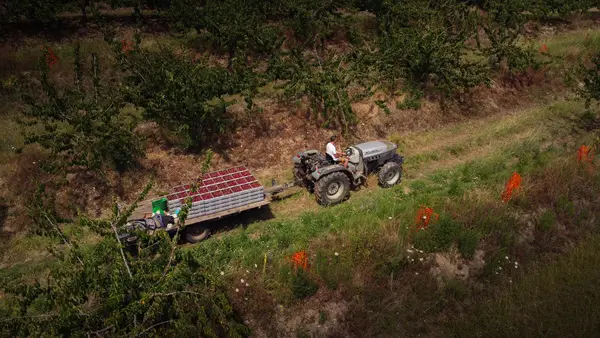 Transport des cerises