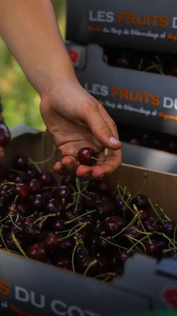 Tri des cerises à la ferme